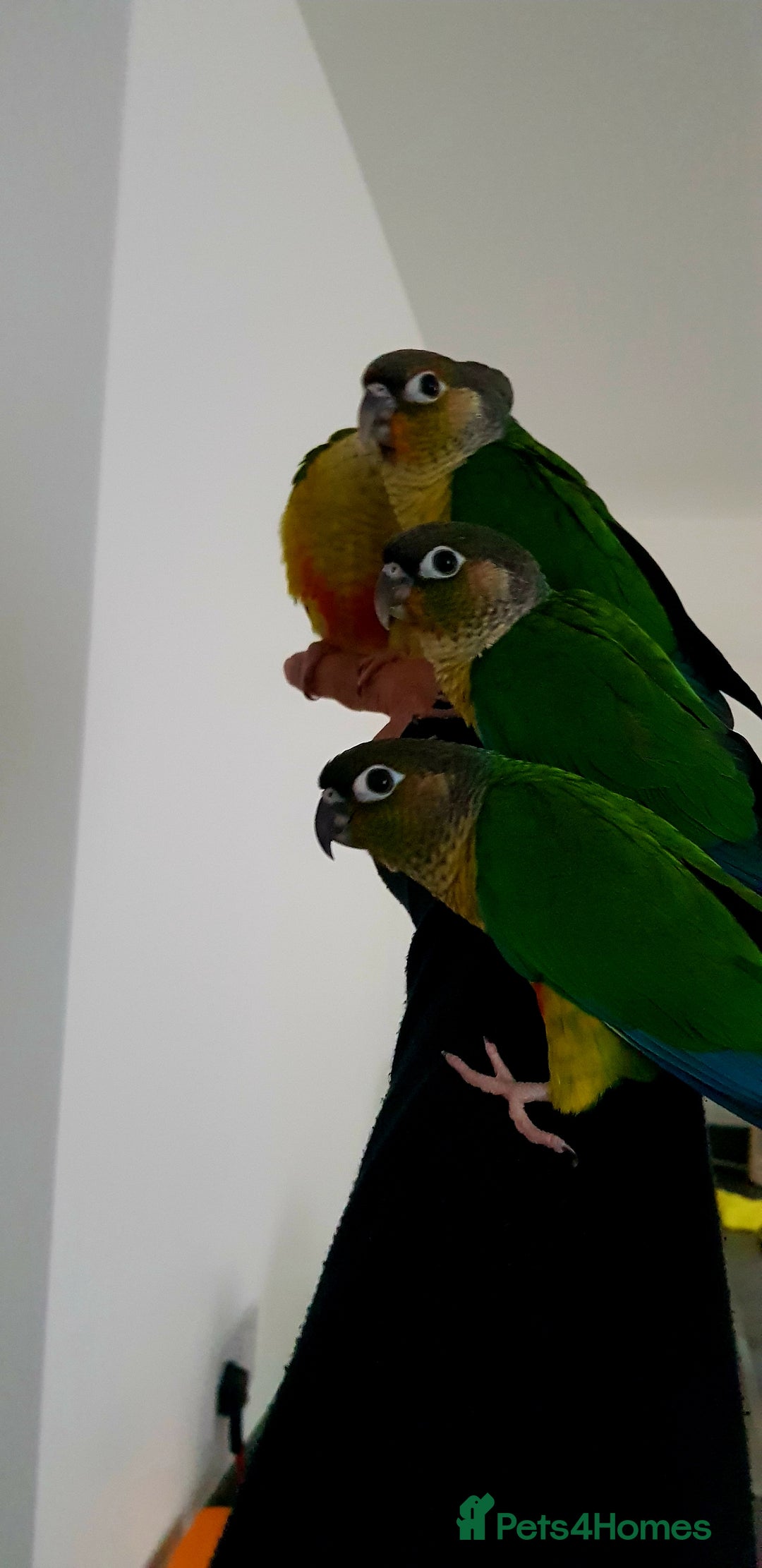 Conures birds for sale: Baby Conures (SF Violet Opaline Mutation) - Image 2