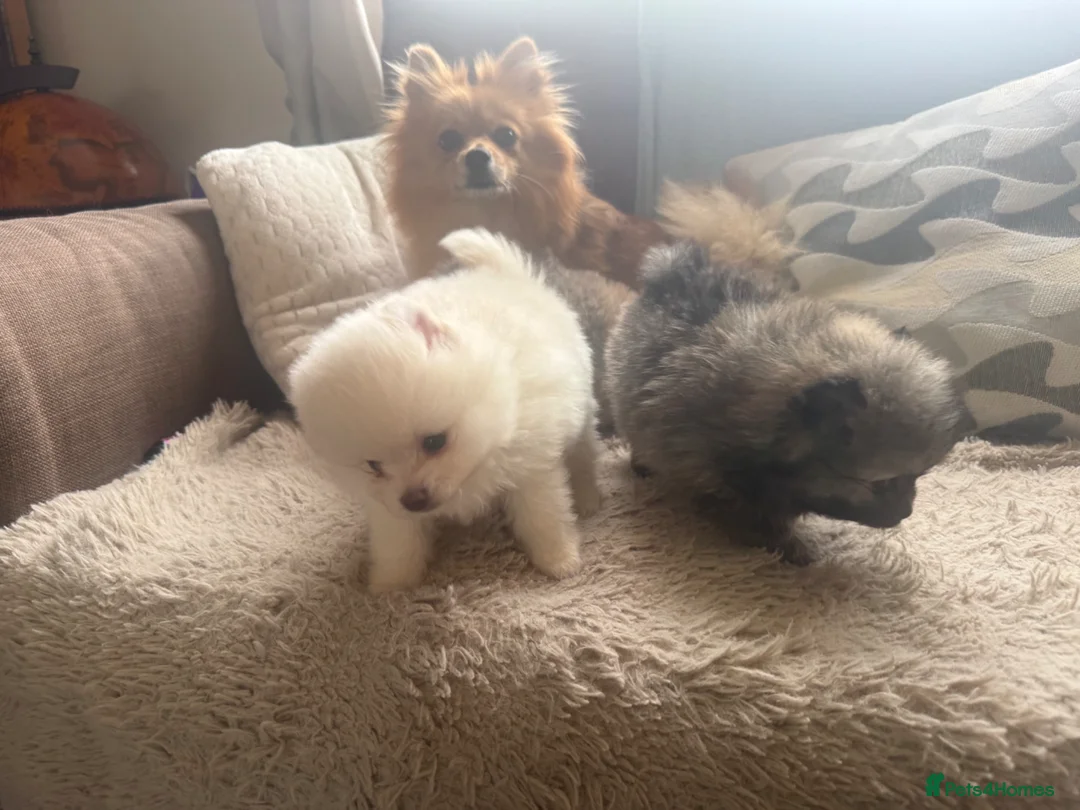 Pomeranian dogs for sale: Pomeranian puppies  - Advert 14