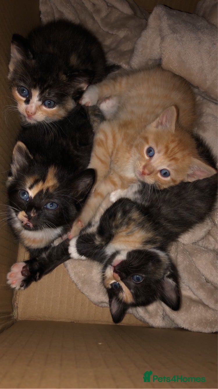 Mixed Breed cats 3 calico kittens - Advert 1