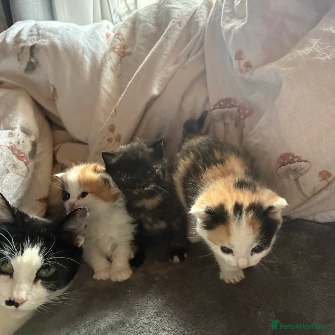 Mixed Breed cats for sale: Beautiful girls for a sale  - Advert 2
