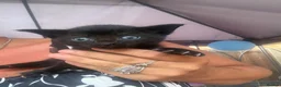 Mixed Breed cats for sale: 3 male kittens for sale  in March - Advert 4