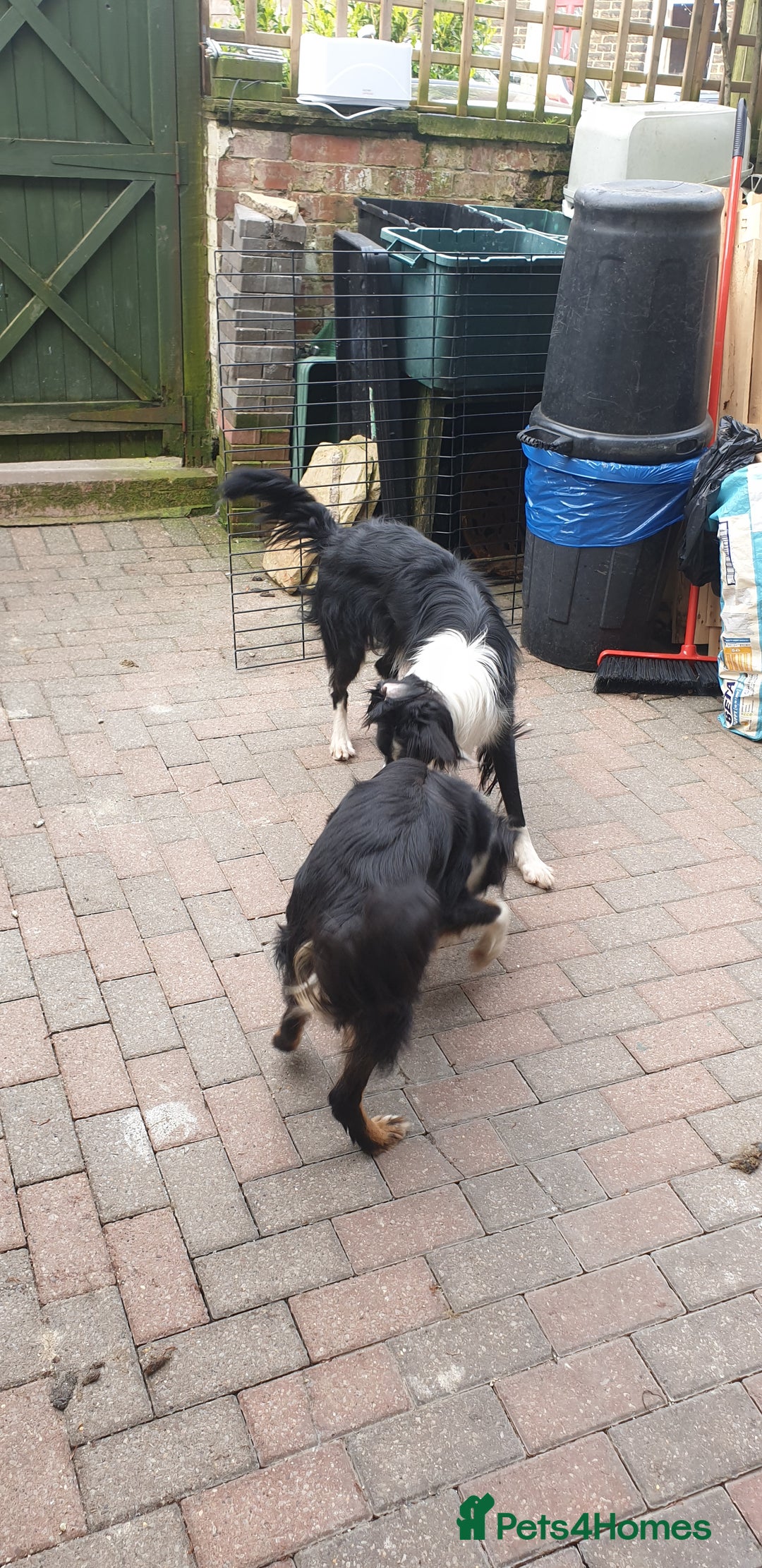Border Collie dogs for sale: Male and female looking for loving home - Advert 6