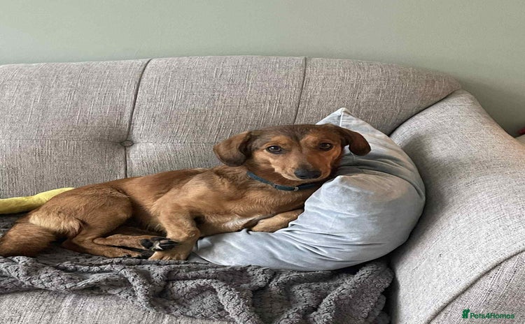 Dachshund dogs - Advert 1