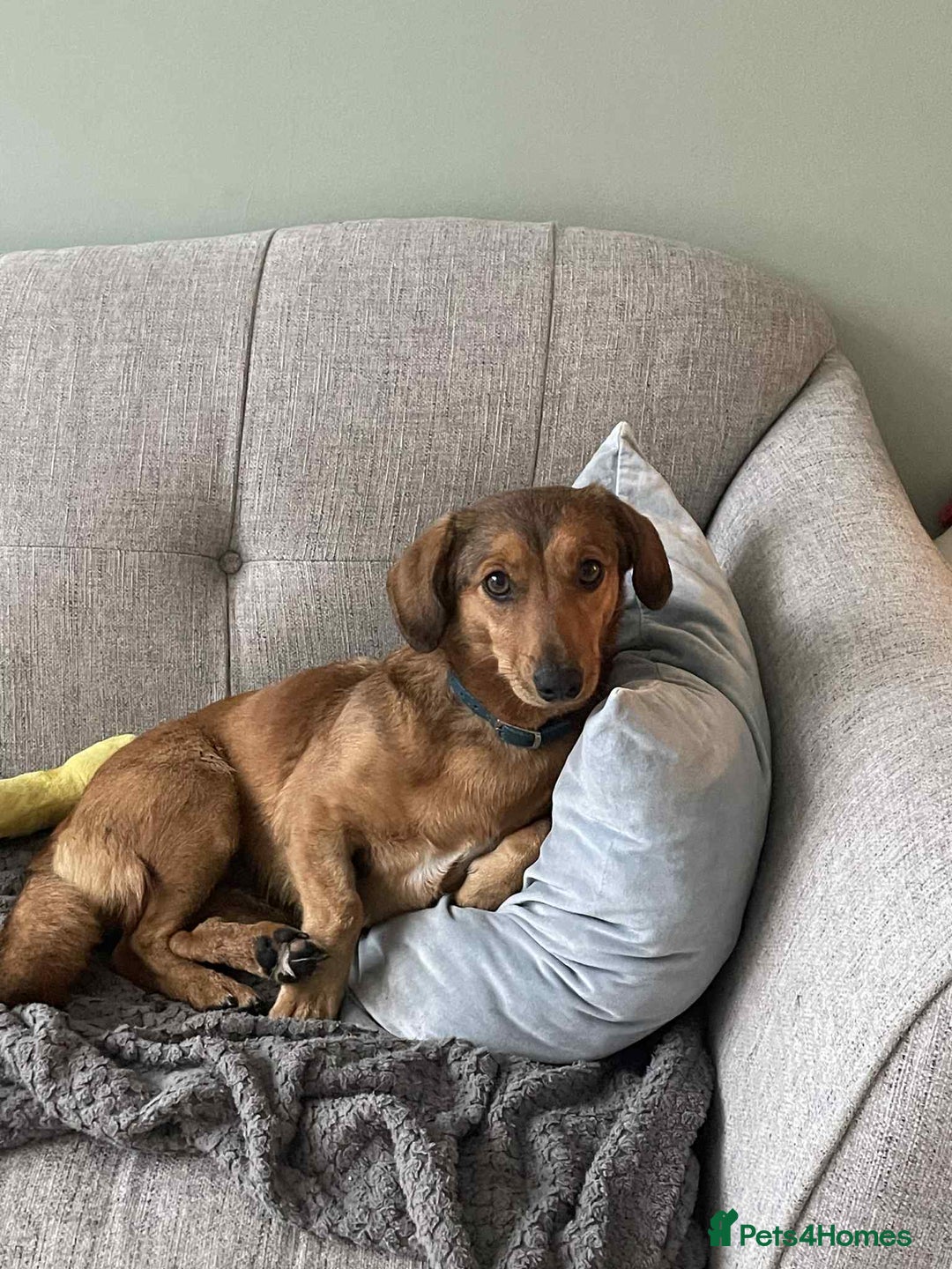 Dachshund dogs for adoption: Sweet Jessica Looking for a family  - Image 1