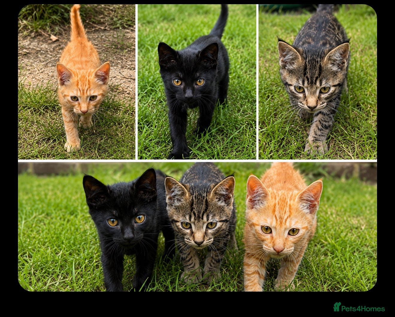 Mixed Breed cats for sale: 3 Male Kittens Ready For Loving Homes in Hayes - Advert 1