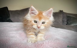 Maine Coon cats for sale: Pure Giant Russian Polydactyl Mainecoon Kittens - Image 2
