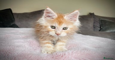 Maine Coon cats - Advert 16