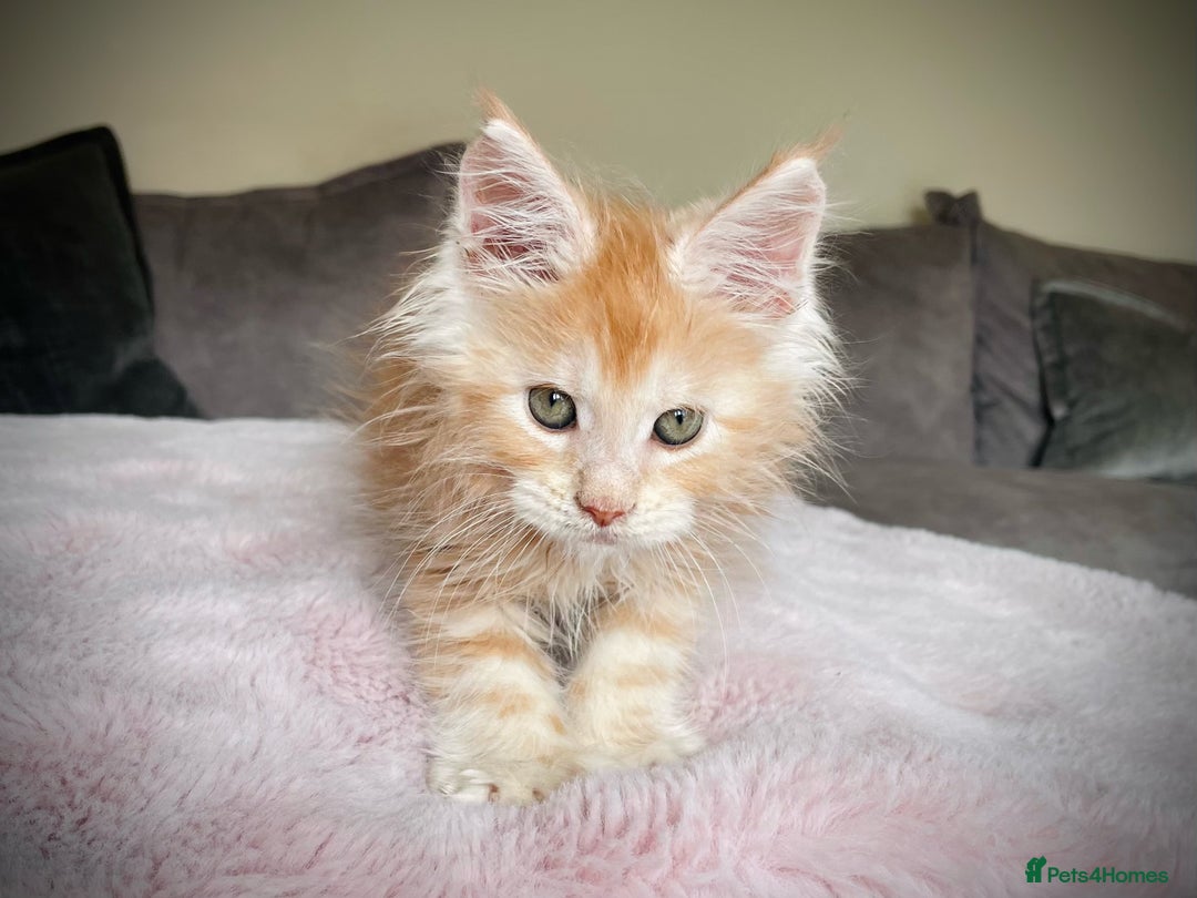 Maine Coon cats for sale: Pure Giant Russian Polydactyl Mainecoon Kittens - Image 2