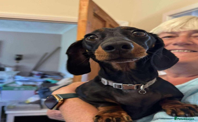 Miniature Dachshund dogs - Advert 1