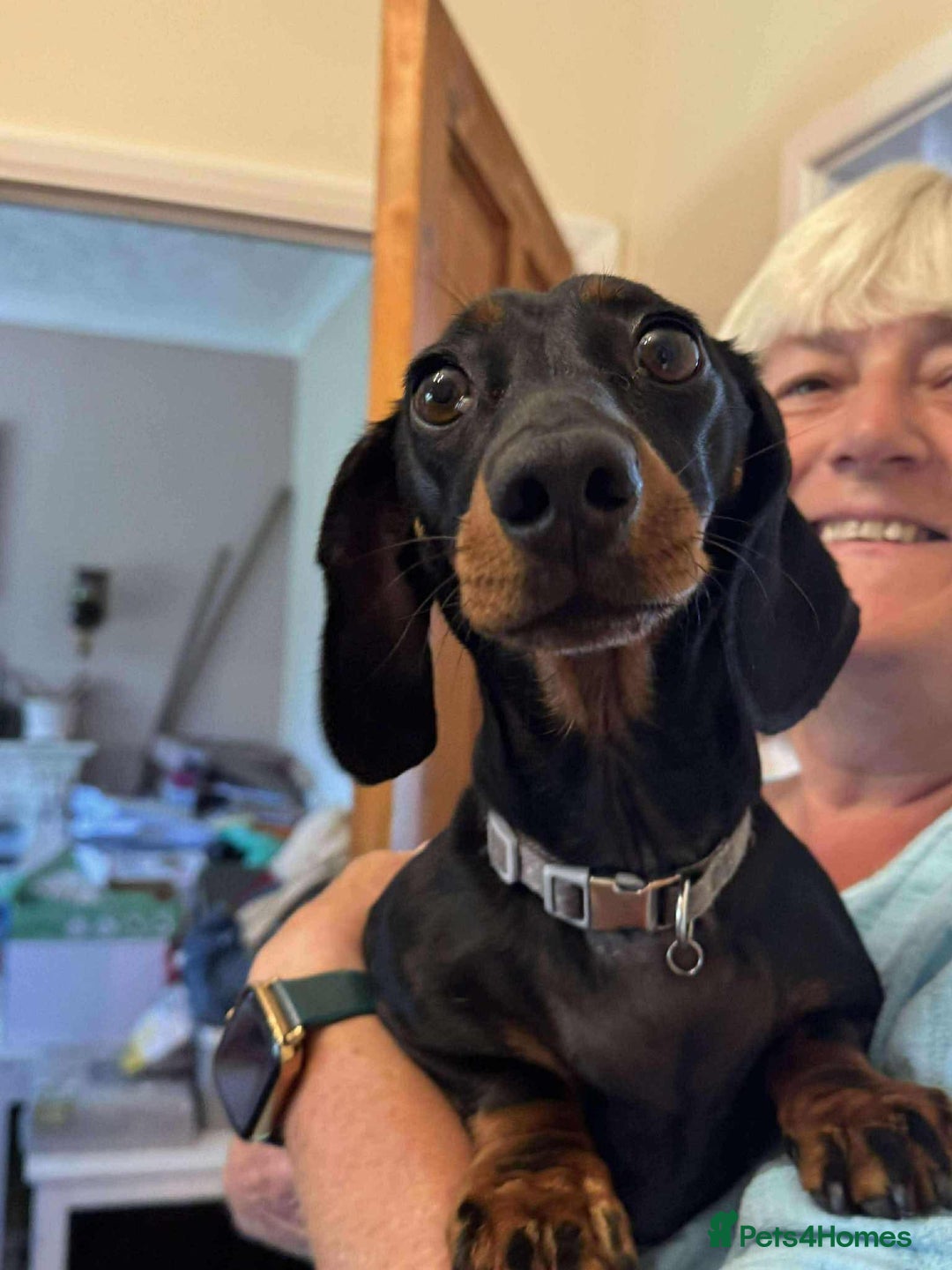 Miniature Dachshund dogs for adoption: Remi. Hingham Norfolk  - Image 1