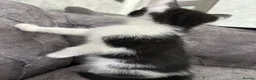 Domestic Shorthair cats for sale: 🐾Fluffy black and white kittens🐾 - Advert 25