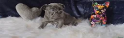 French Bulldog dogs for sale: 🐶💜 KC Registered French Bulldog Puppies - Advert 8
