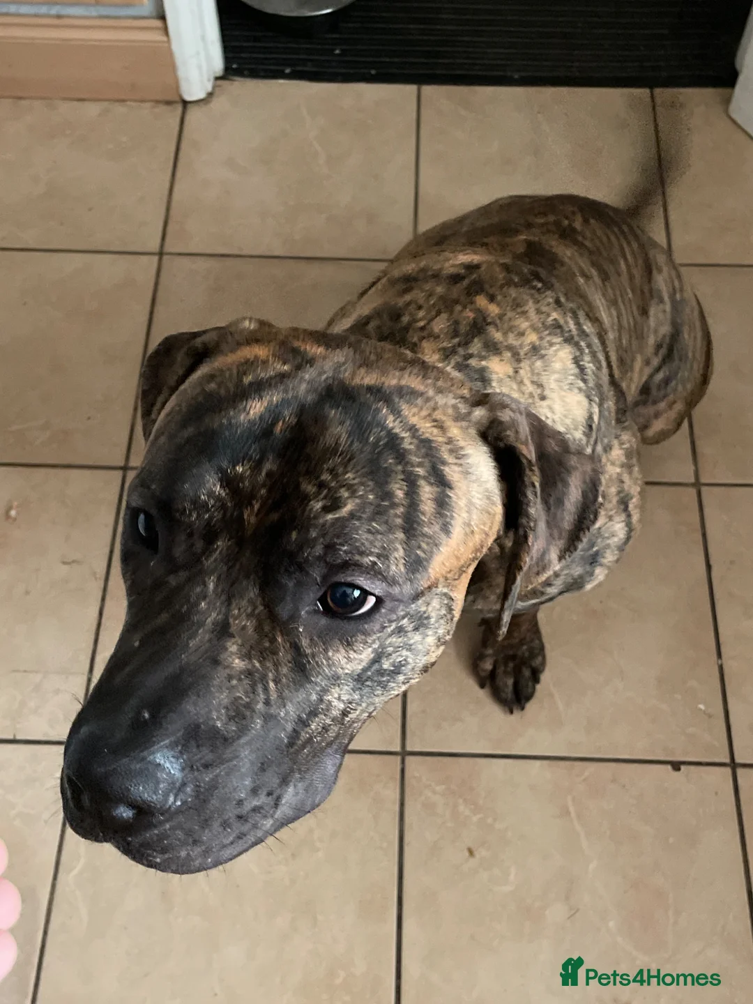 Mixed Breed dogs for sale: Staffy x presa canerio Fully obedience trained - Advert 2