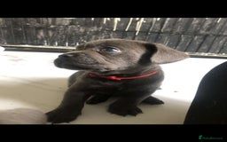 Labrador Retriever dogs for sale: Silver labrador puppys - Image 11