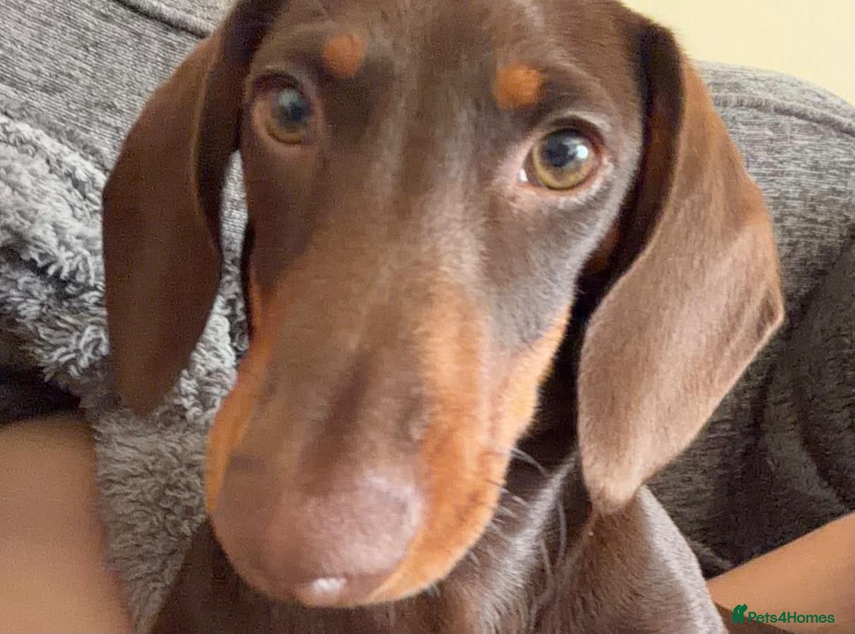Miniature Dachshund dogs Miniature Dachshund Rolo - Advert 1