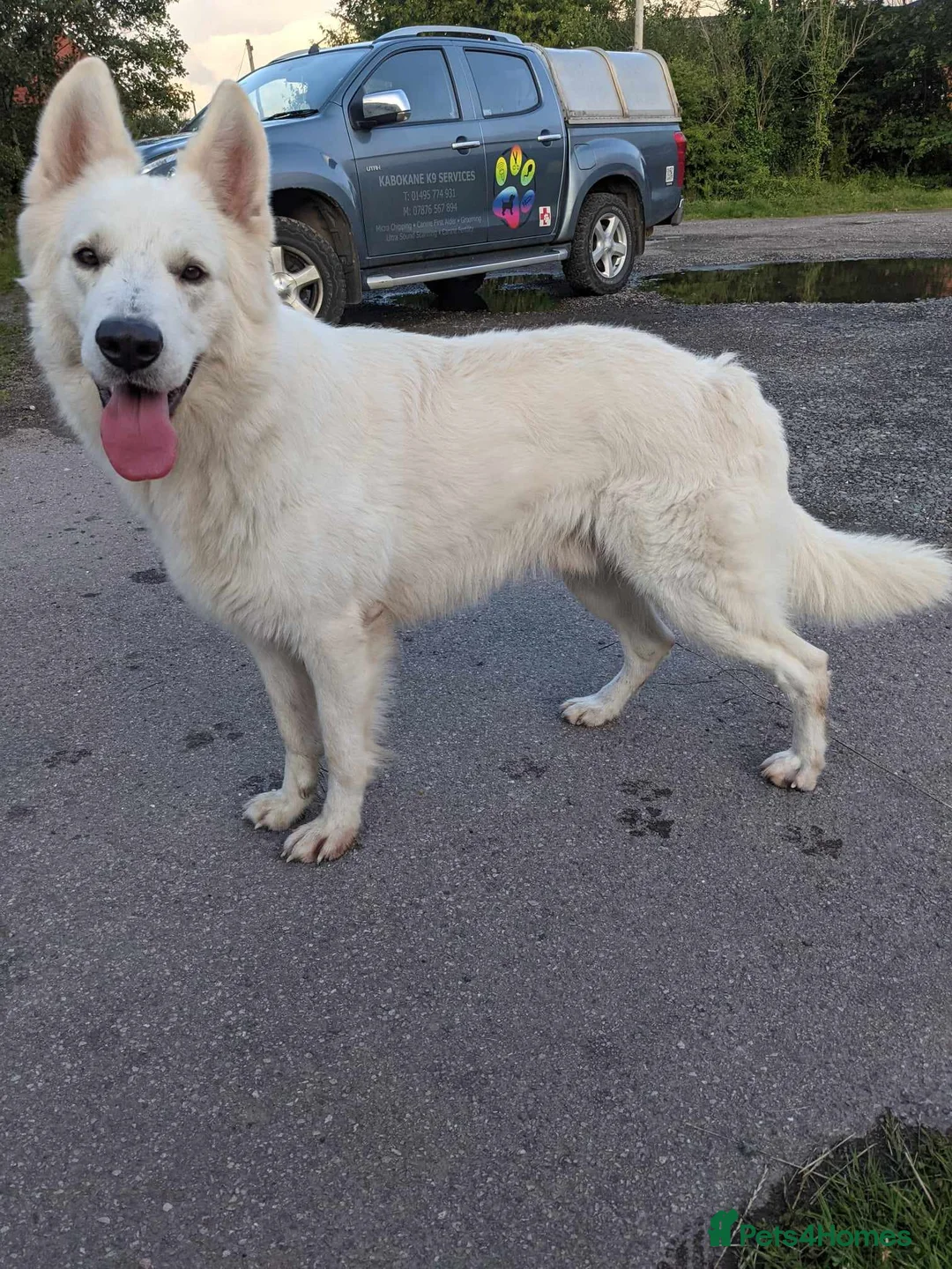 White Swiss Shepherd dogs for stud: White Swiss Shepherd stud. in Pontypool - Advert 2