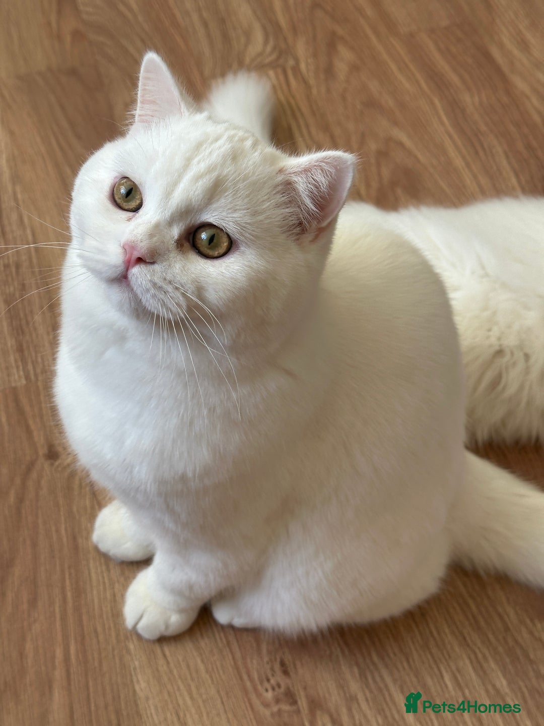 British Shorthair cats for sale: Gorgeous British Longhair & Shorthair Kittens - Advert 4