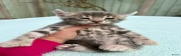 Keetso cats for sale: Superb rare polydactyl curled eared keetsos  - Advert 27