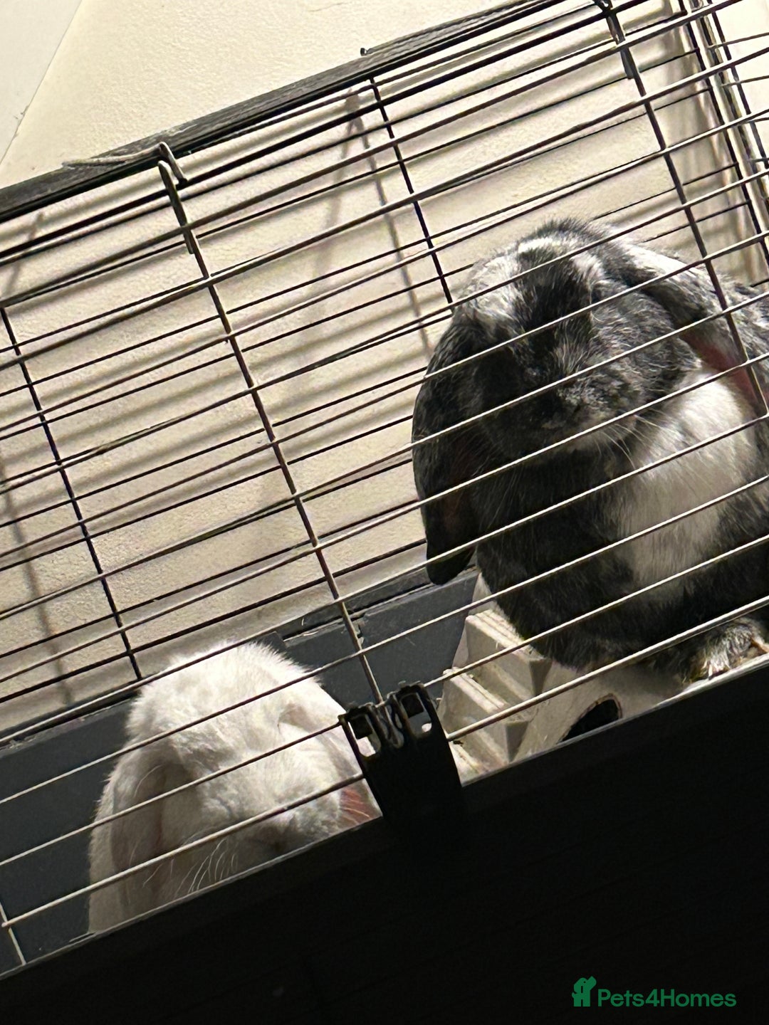 German Lop rabbits for sale: Two male bonded rabbits - Advert 3