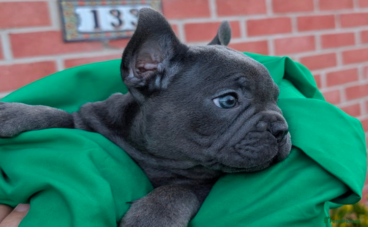 French Bulldog dogs - Advert 9