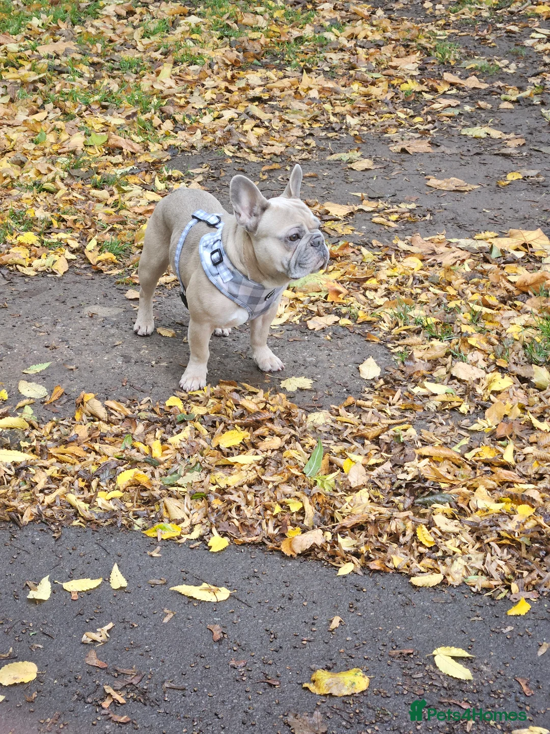French Bulldog dogs for sale: Desperately seeking a new loving home - Advert 5