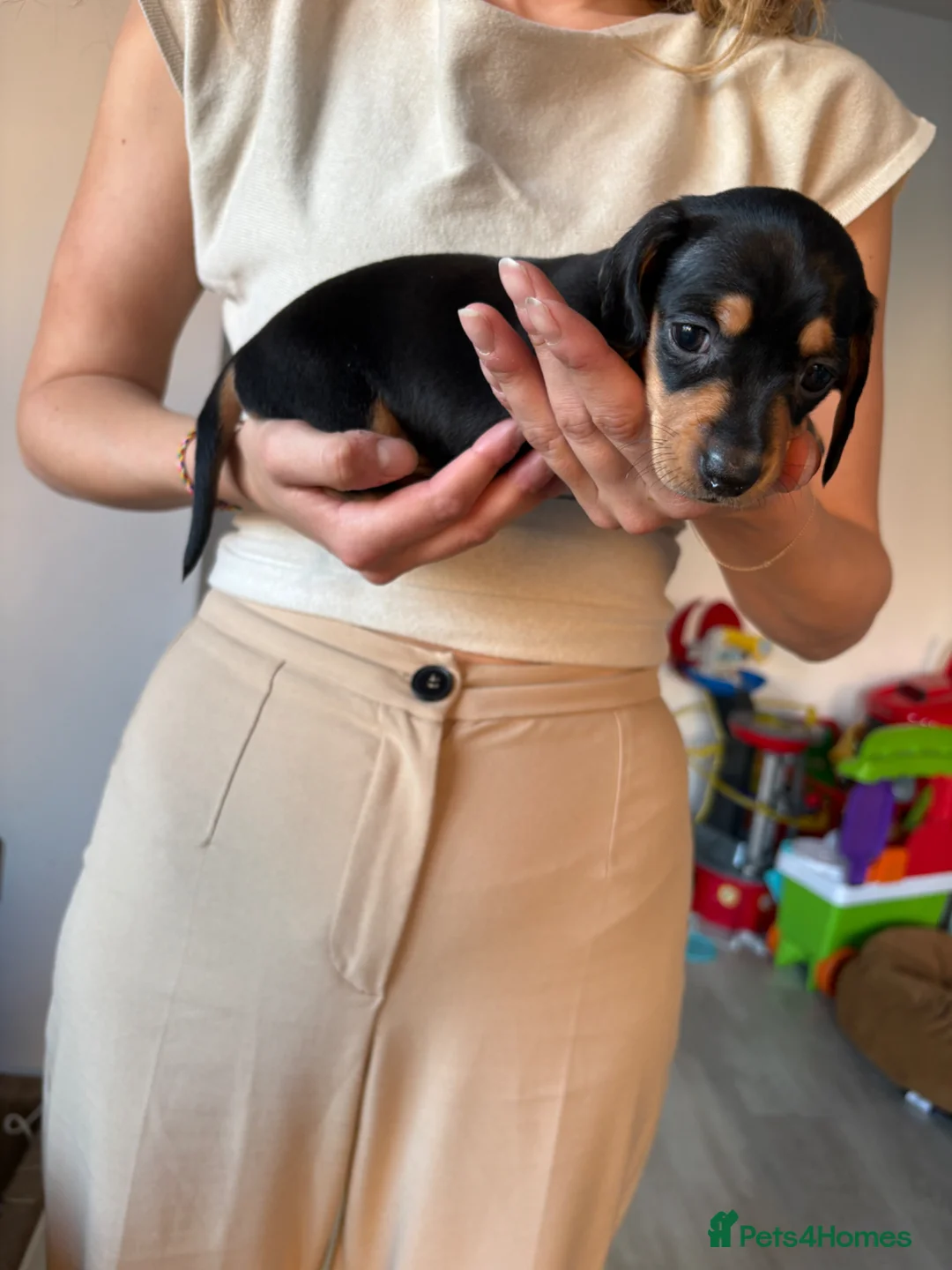 Miniature Dachshund dogs for sale: 2 miniature Black and Tan Dachshund short haired - Advert 2