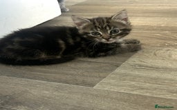 British Longhair cats for sale: 2 Kittens for sale  - Image 2