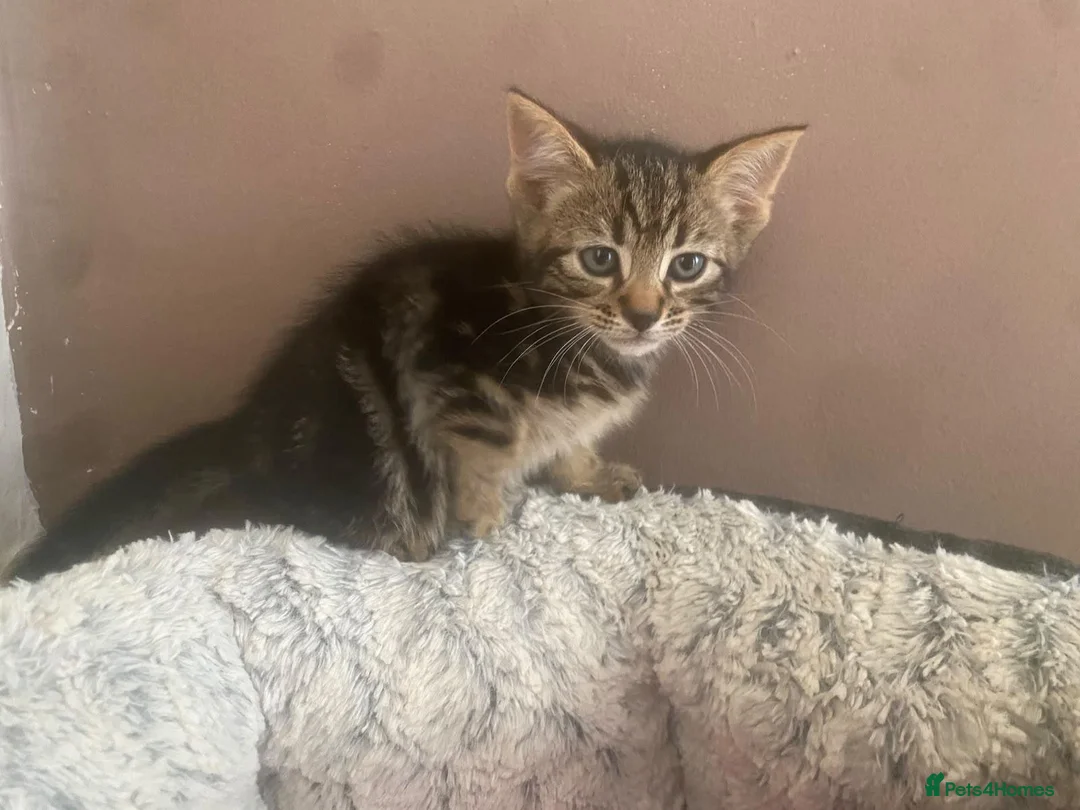 Mixed Breed cats for sale: Half bengal kittrns One boy left  in Clydebank - Advert 2