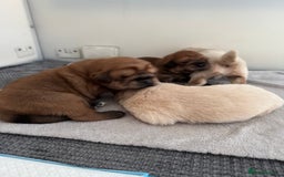 Tibetan Mastiff dogs for sale: Chinese Tibetan mastiff pups  - Image 28