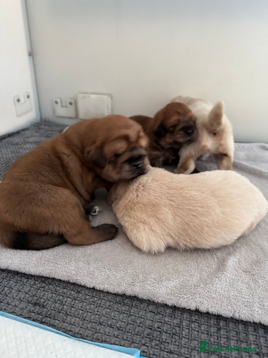 Tibetan Mastiff dogs for sale: Chinese Tibetan mastiff pups  - Image 28