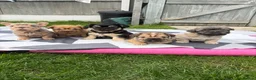 French Bulldog dogs for sale: FRENCH BULLDOGS  - Advert 1