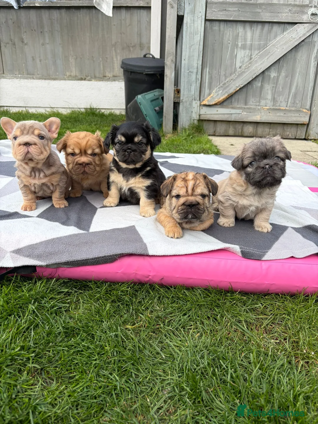 French Bulldog dogs for sale: FRENCH BULLDOGS  - Advert 1