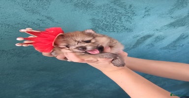 Pomeranian dogs - Advert 2