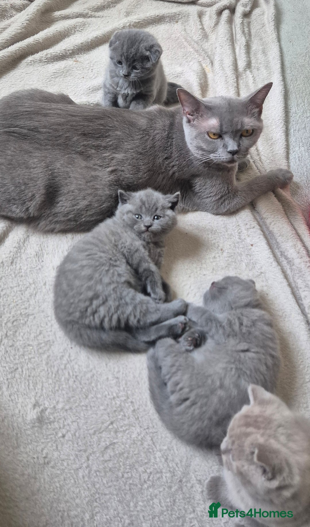 Scottish Fold cats for sale: Scottish fold/straight, lilac and grey colour  - Advert 6