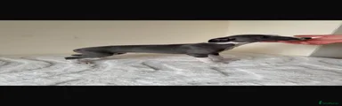 Whippet 3