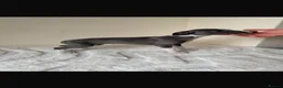 Whippet dogs for sale: Beautiful KC Registered Whippet pups for sale in Whitehaven - Advert 9
