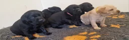 Labrador Retriever dogs for sale: Stunning KC Labrador Pups, Health tested parents  - Advert 18