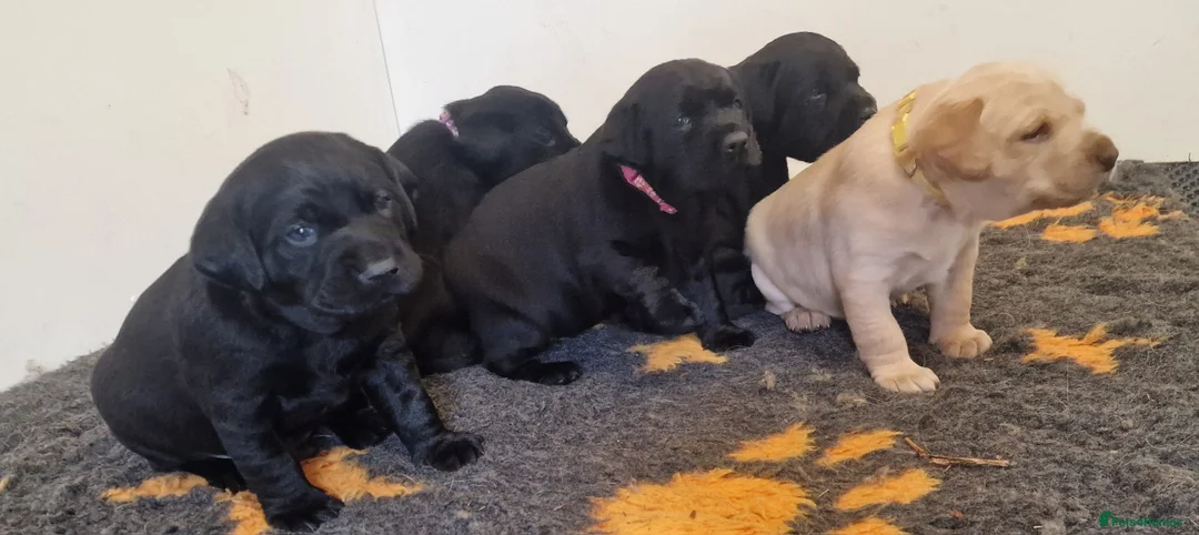 Labrador Retriever dogs for sale: Stunning KC Labrador Pups, Health tested parents  - Advert 18