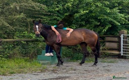 English Thoroughbred horses for sale: In foal brood mares  - Image 5