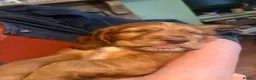 Cocker Spaniel dogs for sale: Last Puppy Available Calm Boy in Newton Abbot in Newton Abbot - Advert 16