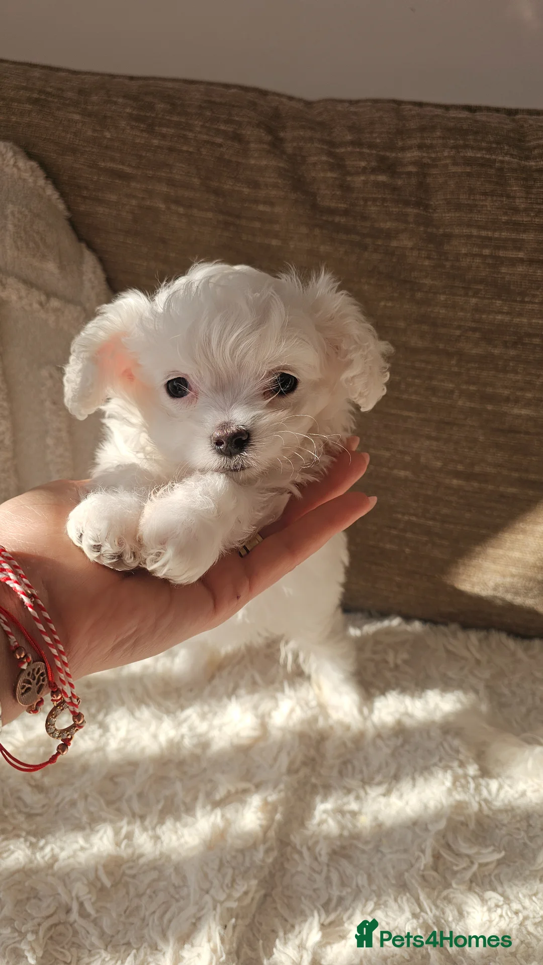 Bichon Frise dogs for sale: Bischon Frice - Advert 2