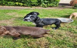 Cocker Spaniel dogs for sale: KC reg Cocker Spaniel Puppies. 1 Black Boy left - Image 3
