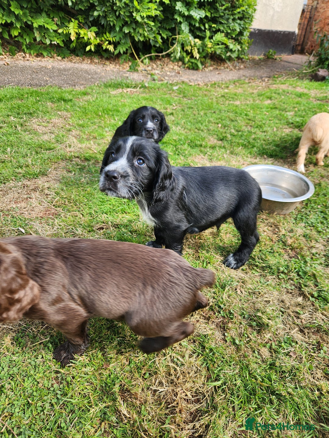 Cocker Spaniel dogs for sale: KC reg Cocker Spaniel Puppies. 1 Black Boy left - Image 3