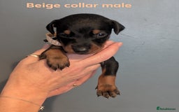 Dobermann dogs for sale: Doberman puppies "ready now" - Image 22