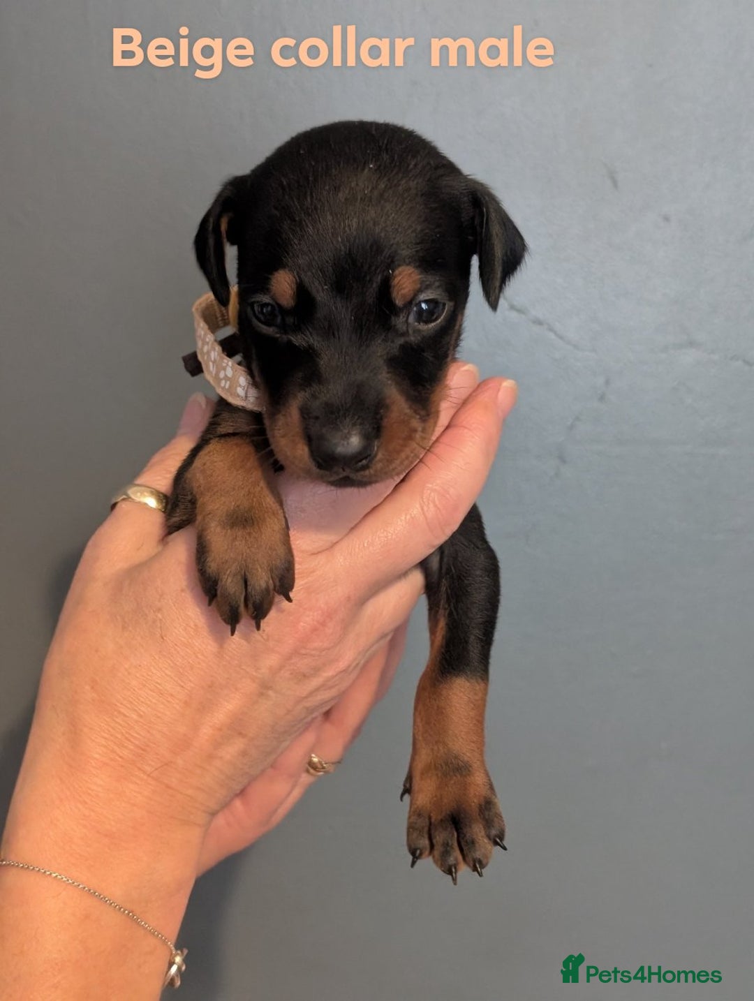 Dobermann dogs for sale: Doberman puppies "ready now" - Image 22