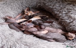 Sphynx cats for sale: 2 male & 4 female canadian sphynx looking for home - Image 14