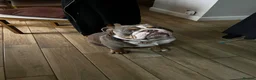 English Bulldog dogs for sale: British Bulldog For Sale in Hatfield - Advert 5