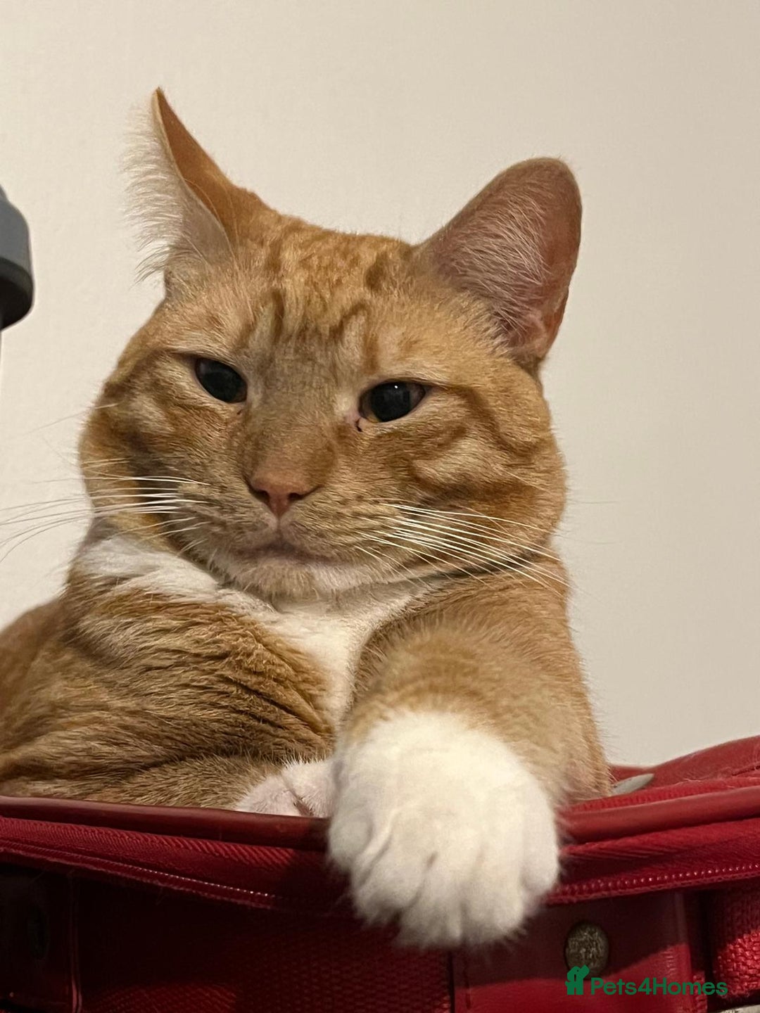 Mixed Breed cats for sale:  2 year old ginger and white cat - Advert 3