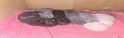 Mixed Breed cats for sale: 6x Gorgeous kittens  - Advert 1
