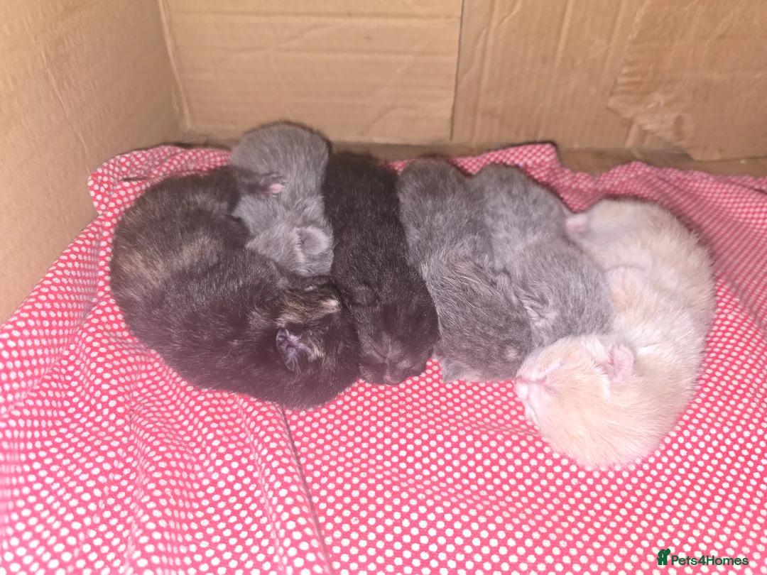 Mixed Breed cats for sale: 6x Gorgeous kittens  - Advert 1